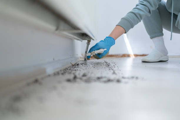 Best Flea Control Services  in Topton, PA